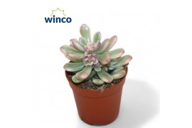 Sedum  rubro. aurora Variegata