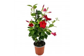 Mandevilla rio mix Dipladenia Piramide