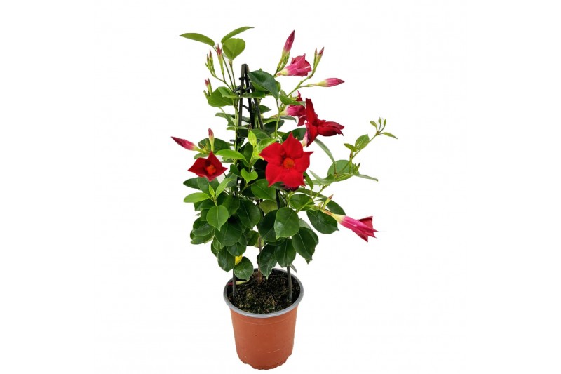 Mandevilla rio mix Dipladenia Piramide 