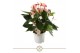 Anthurium andr. mystique 