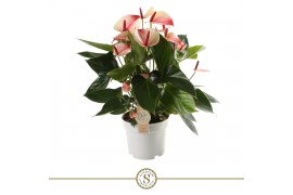 Anthurium andr. mystique