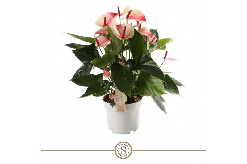 Anthurium andr. mystique 