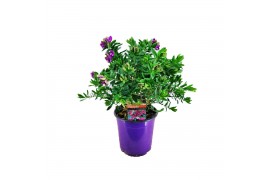 Polygala myrtifolia