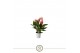 Anthurium lilli 4 bl. 