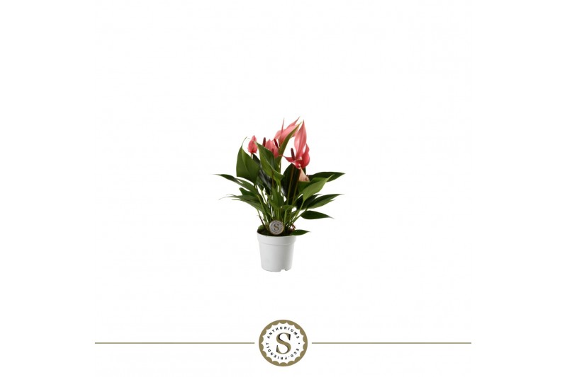 Anthurium lilli 4 bl. 