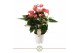 Anthurium andr. pink champion 7+ 