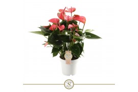 Anthurium andr. pink champion 7+