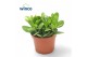 Crassula ovata 