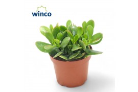 Crassula ovata