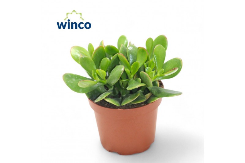 Crassula ovata 