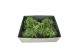 Tillandsia ionantha clumb large green 