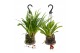 Monkey orchids 2 tak hang 