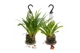Monkey orchids 2 tak hang