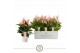 Anthurium lilli Mille Fleurs Lilli 12cm 6 bl. 