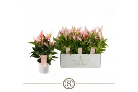 Anthurium lilli Mille Fleurs Lilli 12cm 6 bl.