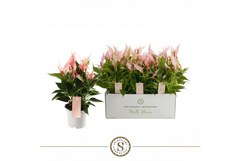 Anthurium lilli Mille Fleurs Lilli 12cm 6 bl. Anthurium lilli Mille Fleurs Lilli 12cm 6 bl.