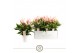 Anthurium lilli Mille Fleurs Lilli 14cm 10 bl. 