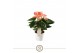 Anthurium andr. spirit 
