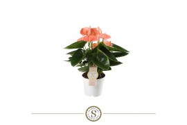 Anthurium andr. spirit