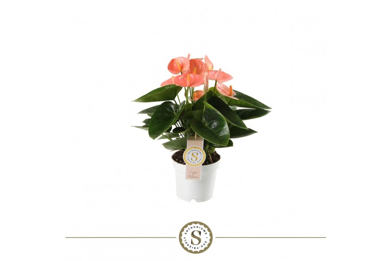 Anthurium andr. spirit 