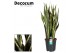 Sansevieria trifasciata laurentii 90-100 cm (Decorum) 