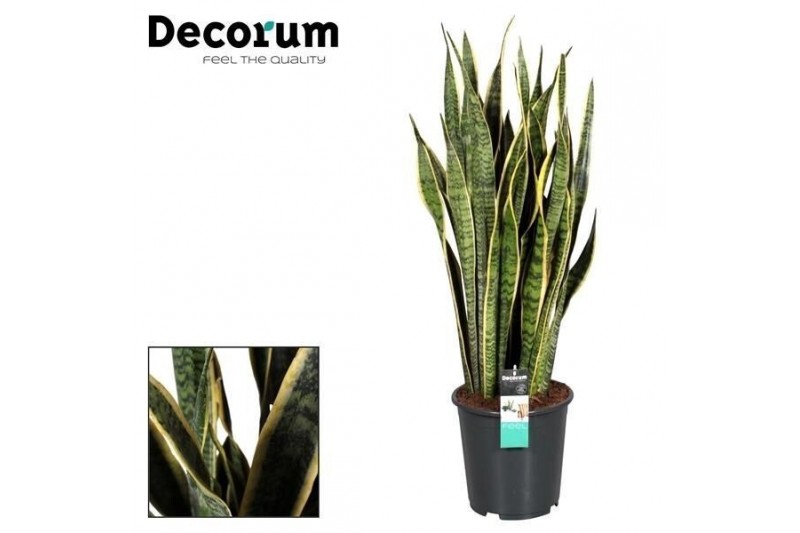 Sansevieria trifasciata laurentii 90-100 cm (Decorum) 