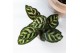 Calathea mix Kolibri Greens Calathea mix in Berry pot cm diameter 1 pp 