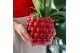 Calathea mix Kolibri Greens Calathea mix in Berry pot cm diameter 1 pp 