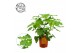Sparmannia africana 