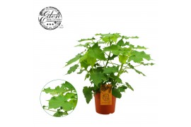 Sparmannia africana