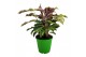 Calathea fusion yellow 