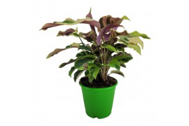 Calathea fusion yellow
