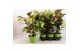 Calathea fusion yellow 