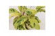 Calathea fusion yellow 