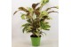 Calathea fusion yellow 