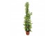 Tachelospermum jasminoides 1 pp 