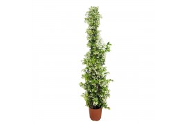 Tachelospermum jasminoides 1 pp