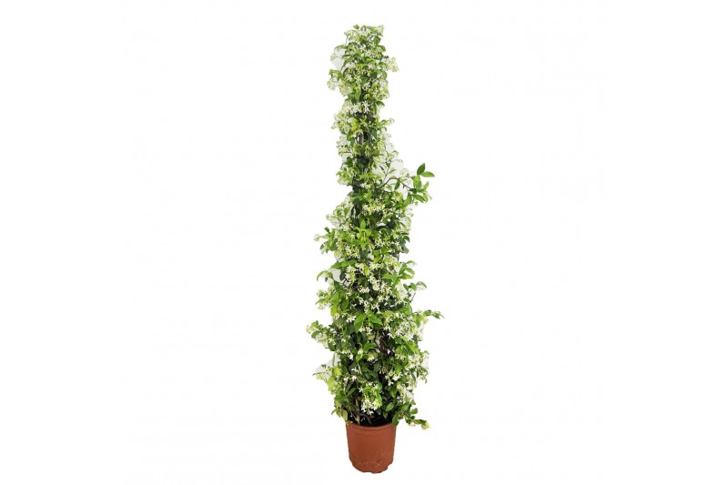 Tachelospermum jasminoides 1 pp 