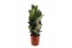 Ficus robusta 