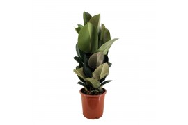 Ficus robusta