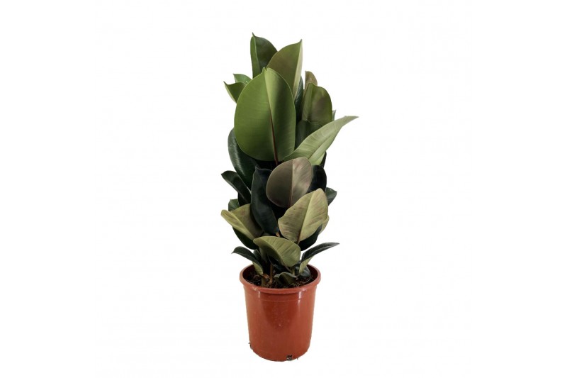 Ficus robusta 