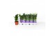 Zamioculcas zamiifolia 3+ veren - 35cm - Bedrukte hoes 