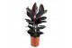 Ficus elstica abidjan 