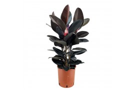Ficus elstica abidjan