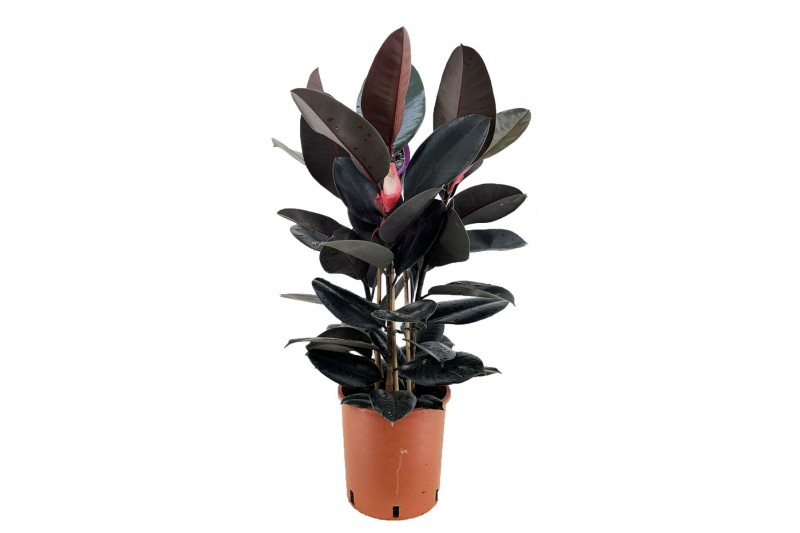 Ficus elstica abidjan 