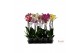 Phalaenopsis mix 2 tak - 65/70cm 
