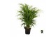 Dypsis lutescens 