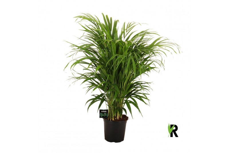 Dypsis lutescens 