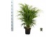 Dypsis lutescens 