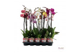 Phalaenopsis mix Promiss - 2 tak - 55/60cm